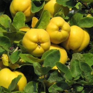 Cotogno (Cydonia)