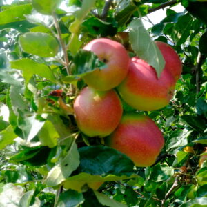 Melo Dominici (Malus domestica)