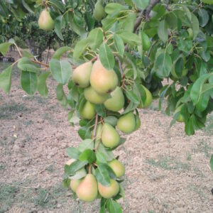 Pera-Coscia