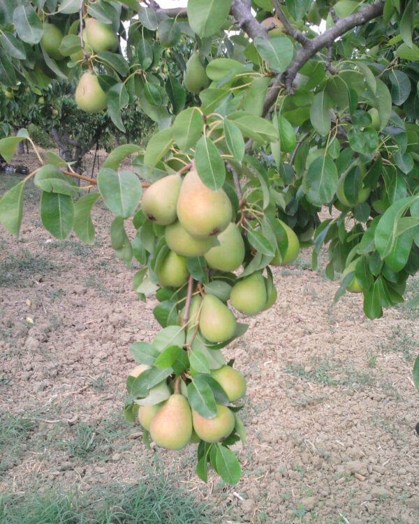 Pera-Coscia