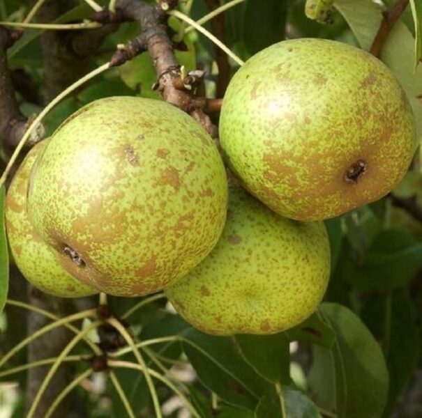 Pero Burè Roca (Pyrus communis)