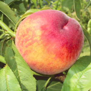 Pesco Glohaven (Prunus persica)