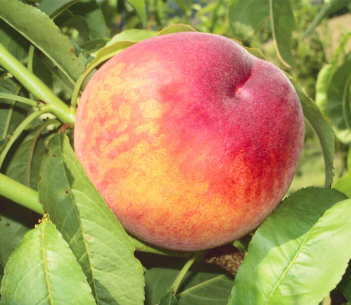 Pesco Glohaven (Prunus persica)