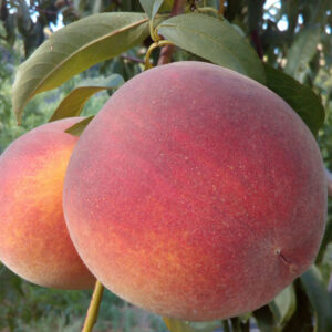 Pesco Jh Hale (Prunus persica)