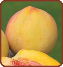 Pesco limonino (Prunus persica)