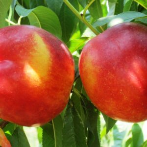 Pesco-Nettarina-Gialla