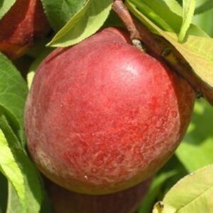 Pesco Redhaven (Prunus Persica)