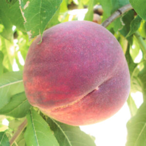 Pesco-Rosa-del-West