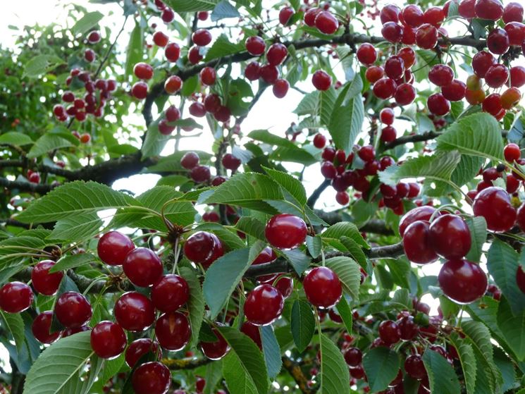 Ciliegio Amarena del Piemonte (Prunus avium)