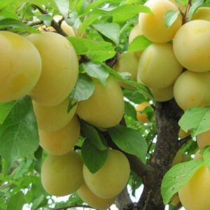 susino goccia d'oro