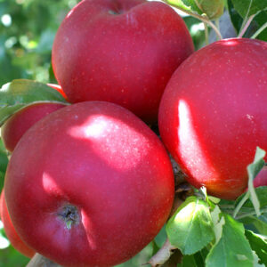 Melo Gala (malus domestica)