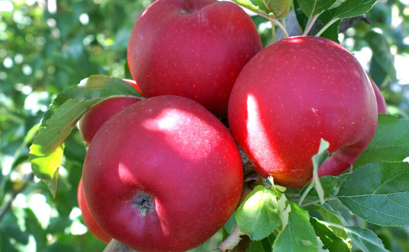 Melo Gala (malus domestica)