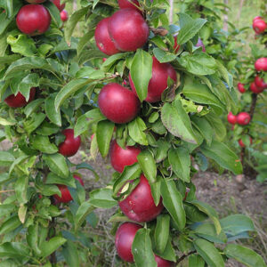Melo Ballerina (Malus)