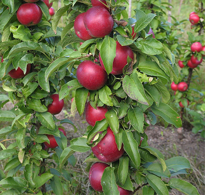 Melo Ballerina (Malus)
