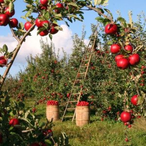 Melo Annurca (Malus domestica)