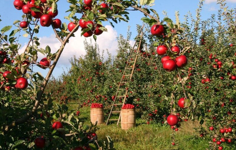 Melo Annurca (Malus domestica)