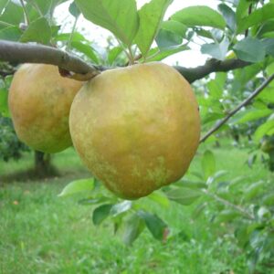 Melo Buras (Malus domestica)