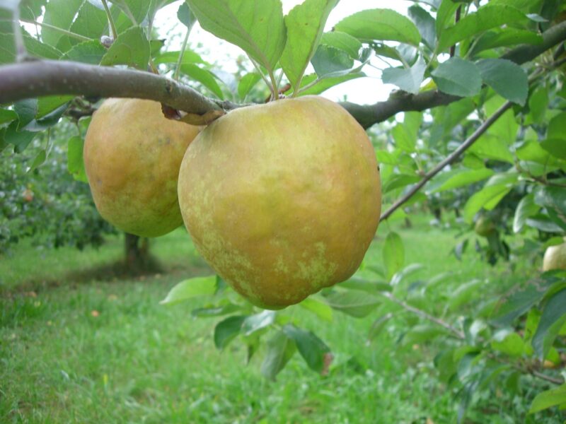 Melo Buras (Malus domestica)