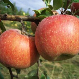 Melo Fuji (Malus domestica)