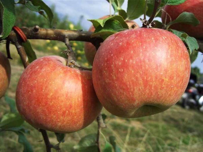 Melo Fuji (Malus domestica)