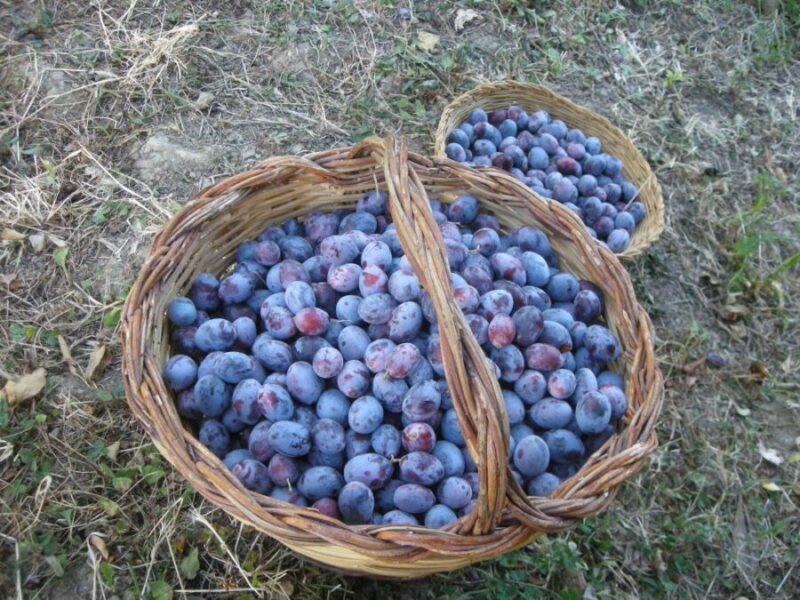 Susino Ramassin (prunus domestica)