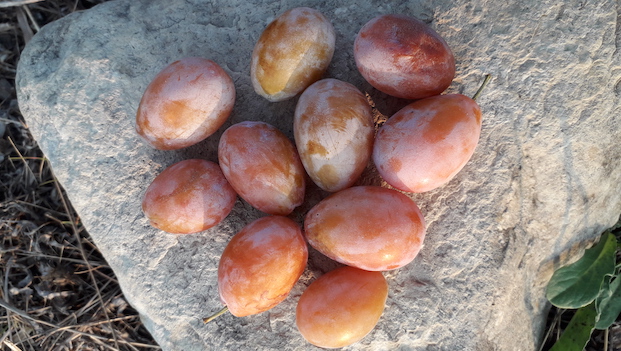 Susino Settembrina (Prunus domestica)