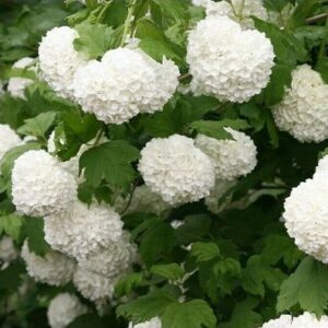 Viburnum opulus