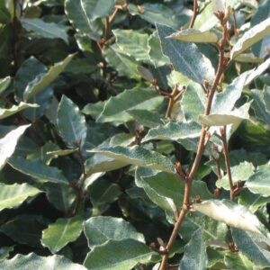 Eleagnus Ebbingei