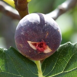 Fico Brogiotto nero (Ficus carica)