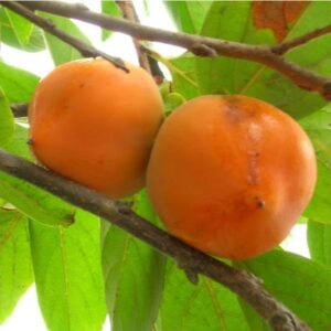 Kaki-Vaniglia