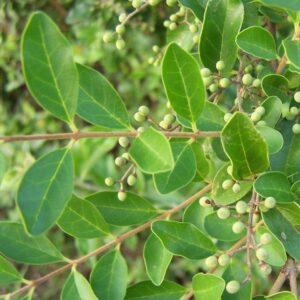 Ligustrum-sininse