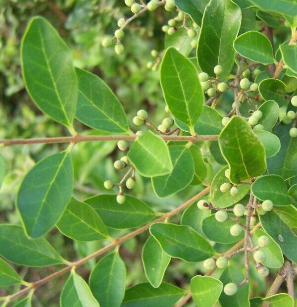 Ligustrum-sininse