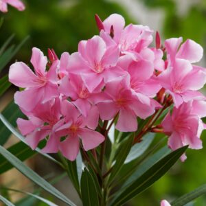 Oleandro (Nerium oleander)