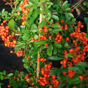 Pyracantha-orange-glow