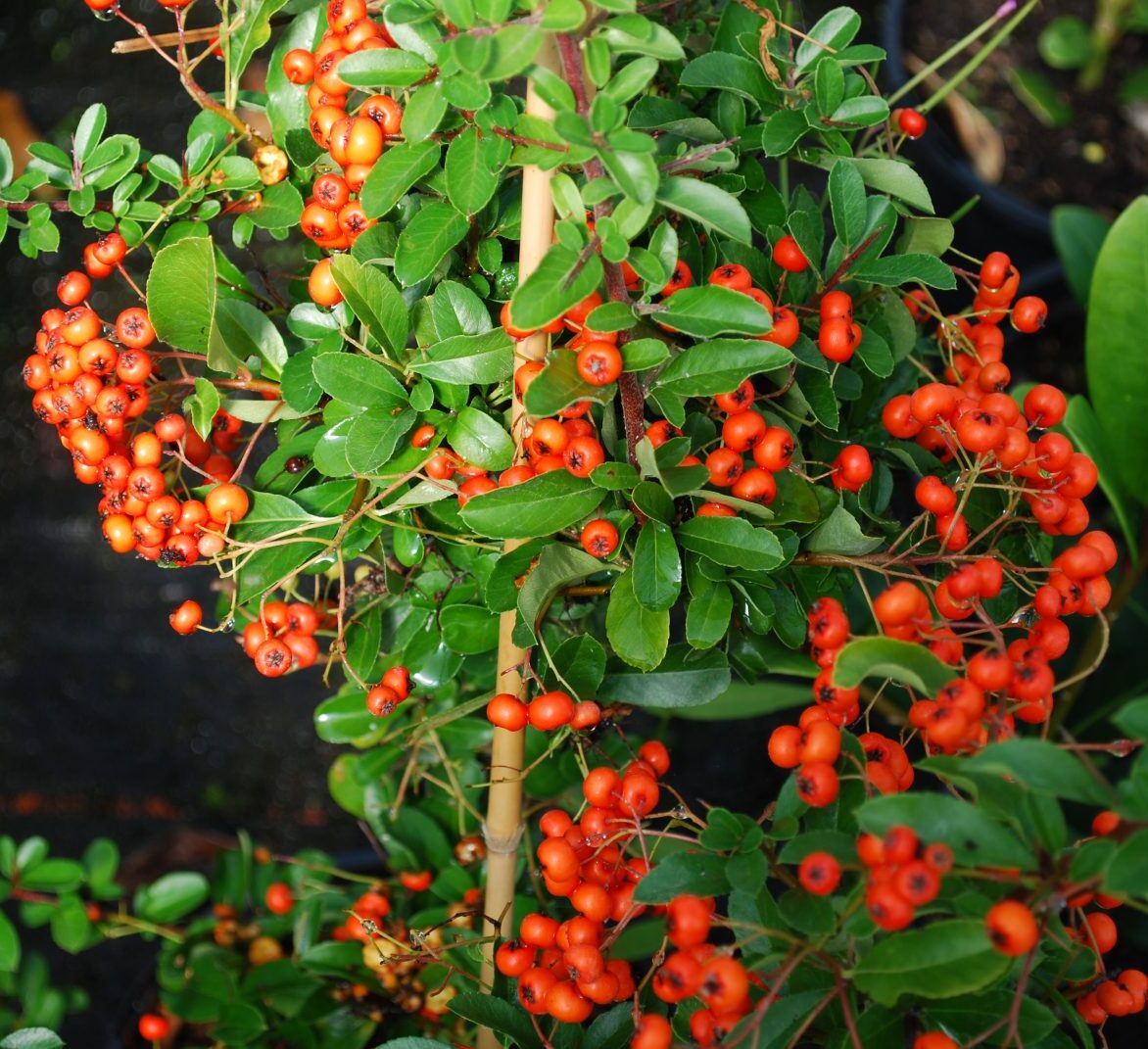 Pyracantha-orange-glow