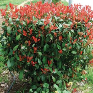Photinia Red Robin (fotinia)