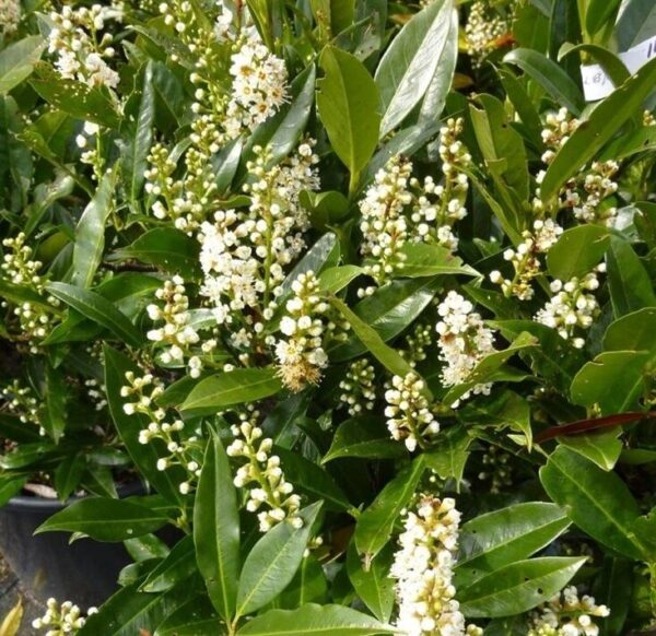 Lauroceraso