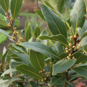 Laurus-nobilis
