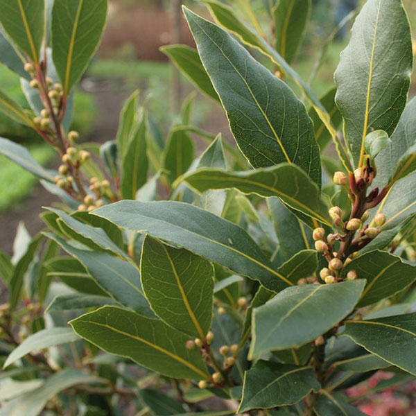 Laurus-nobilis