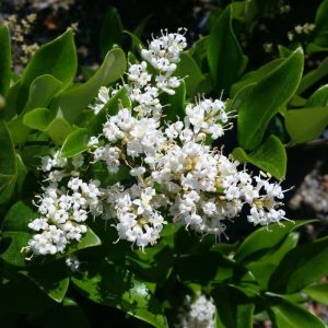 Ligustro texano (Ligustrum Texanum)