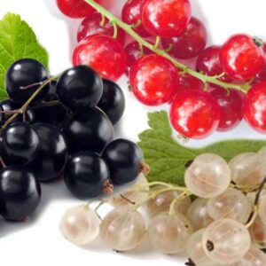 ribes