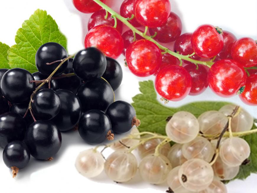 ribes