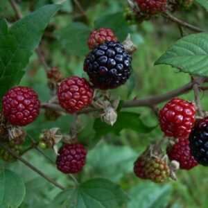 Mora senza spine (rubus fruticosa)