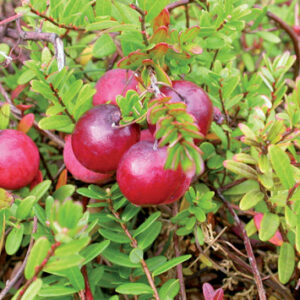 mirtillo rosso amricano