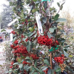 Cotoneaster Lacteus
