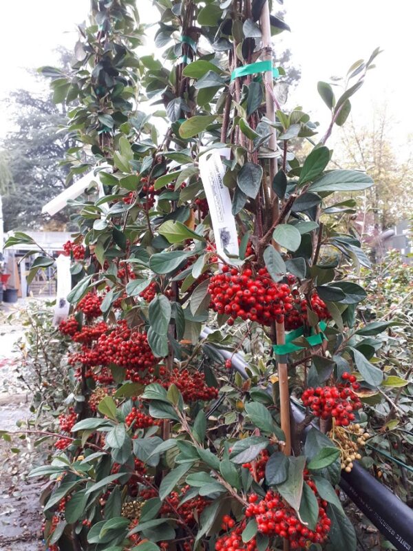 Cotoneaster Lacteus