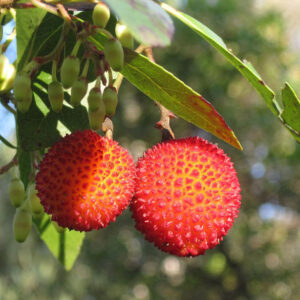 Corbezzolo