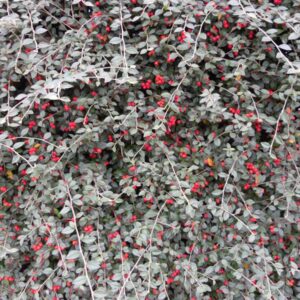 Cotonastro Franchetii (Cotoneaster Franchetii)