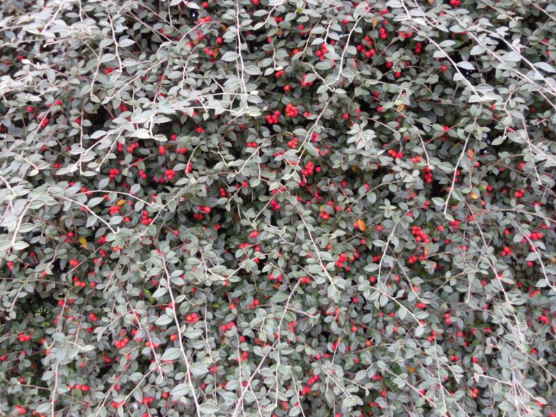 Cotonastro Franchetii (Cotoneaster Franchetii)