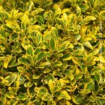 Evonimo Aurea